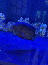 Fish for sale