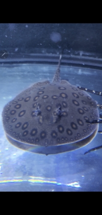 Motoro Stingray pup approx 7 inch