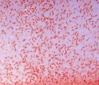Moina macrocopa & Daphnia pulex Starter Cultures Free P&P