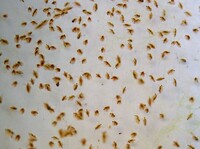 Moina macrocopa & Daphnia pulex Starter Cultures Free P&P