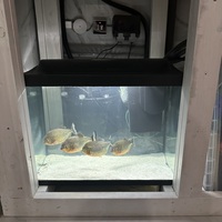 4 LARGE RED BELLY PIRHANAS - £70 FOR ALL COLLECTION LONDON