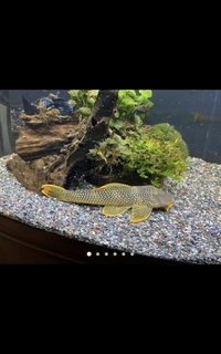 Pleco , Sunshine, scubinistrus