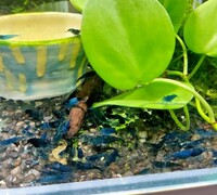 10x Blue Neocaridina Cherry Shrimps, High Grade. Delivery or free collection LDN