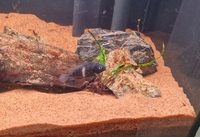 Neetroplus Nematopus cichlids