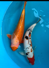 Large Koi for sale