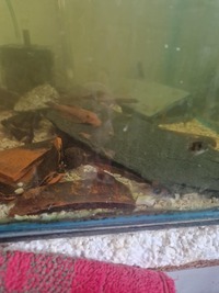 For sale Orange venezuela corydoras