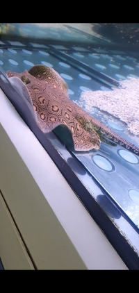 Stingray