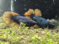 2 x Female Fighting Fish Halfmoon Mustard Gas Betta Splendens