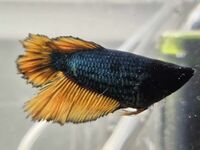 2 x Female Fighting Fish Halfmoon Mustard Gas Betta Splendens