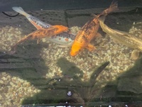Kio XXL Mature, Various Types, All good sizes, Pond, Equipment, Various, Some New Stuff