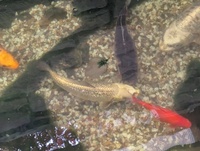 Kio XXL Mature, Various Types, All good sizes, Pond, Equipment, Various, Some New Stuff