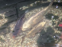 Kio XXL Mature, Various Types, All good sizes, Pond, Equipment, Various, Some New Stuff