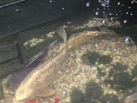 Kio XXL Mature, Various Types, All good sizes, Pond, Equipment, Various, Some New Stuff