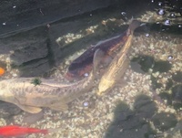 Kio XXL Mature, Various Types, All good sizes, Pond, Equipment, Various, Some New Stuff