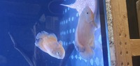 Albino pair Oscar