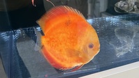 Chens Asian Discus X3 LARGE