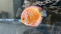 Chens Asian Discus X3 LARGE