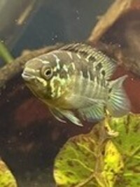 Ivanacara bimaculata  ALL FISH reserved 