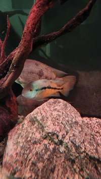 Nicaraguan Cichlid - 1 male, 2 Females