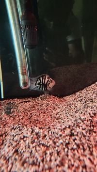 Convict Cichlids
