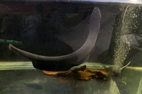 Electric Eel 30”+