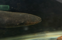 Electric Eel 30”+