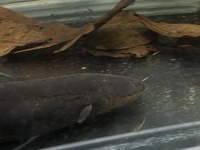 Electric Eel 30”+