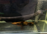 Electric Eel 30”+