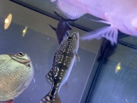 Peacock bass for sale or swaps. SOLD Pending collection