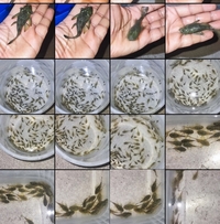 Bristlenose Green Dragon Pleco
