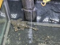 Vampire, galaxy pleco ,