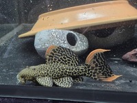 Leopard Cactus pleco