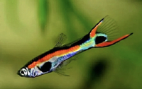 Guppy’s and endlers