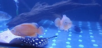 Pair of Albino Oscars