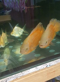 Pair of Albino Oscars