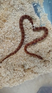 Corn snake for sale,£30