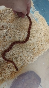 Corn snake for sale,£30