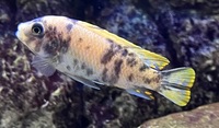 Malawi Mbuna metriaclima mbenji