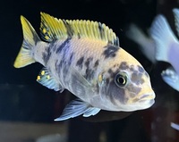 Malawi Mbuna metriaclima mbenji