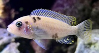 Malawi Mbuna metriaclima mbenji