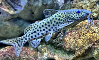 Synodontis njassae catfish wild lake Malawi