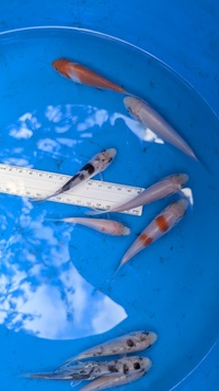 Young Koi 3-5 inches available £5 ea Northamptonshire