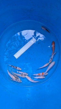 Young Koi 3-5 inches available £5 ea Northamptonshire