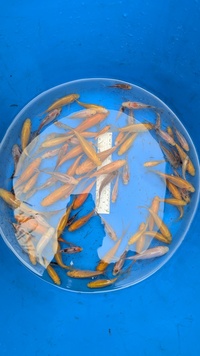 Young goldfish yellow, orange and Shubunkins £2 ea Northamptonshire