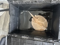 Male Albion Ray