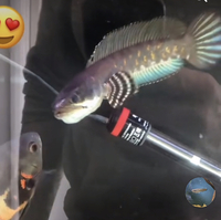 12 inch channa Pulchra