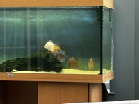 Discus Fish for sale