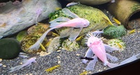 Snow White Longfin and Short fin Bristlenose
