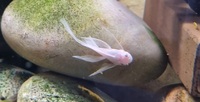 Snow White Longfin and Short fin Bristlenose