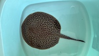 Stingray pup for sale